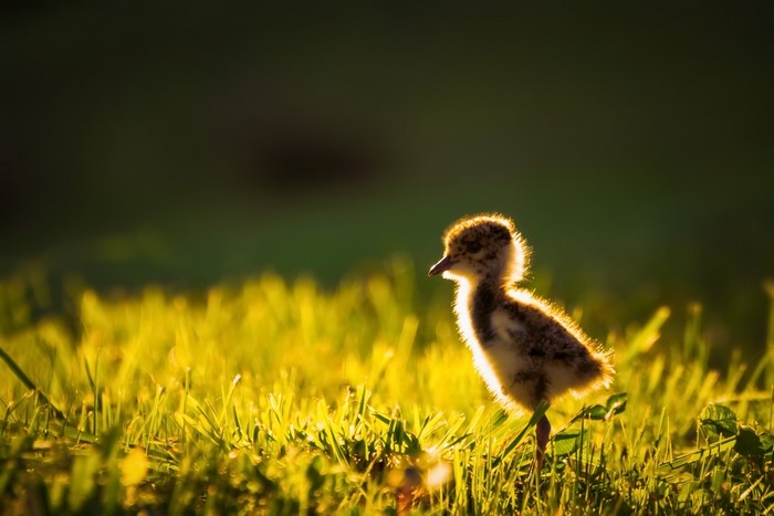 Baby bird in grass at sunset