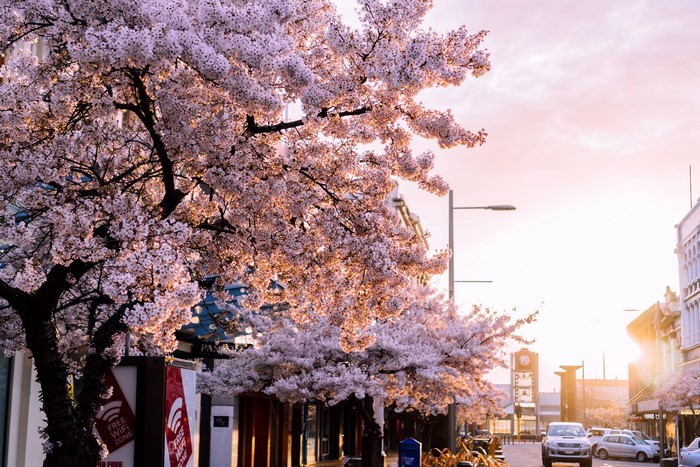 4K Sunset Spring in Invercargill, New Zealand