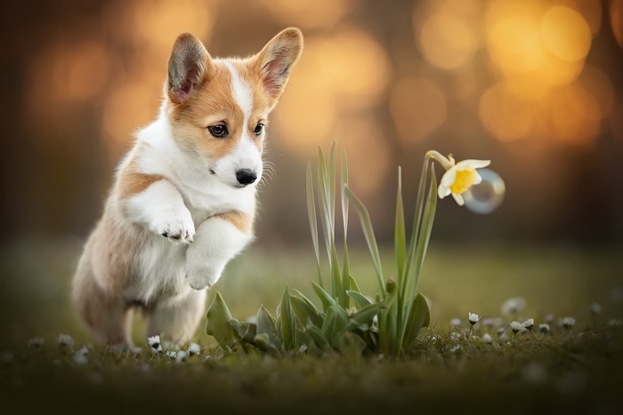 Corgi puppy jumping towards a flower with a bubble