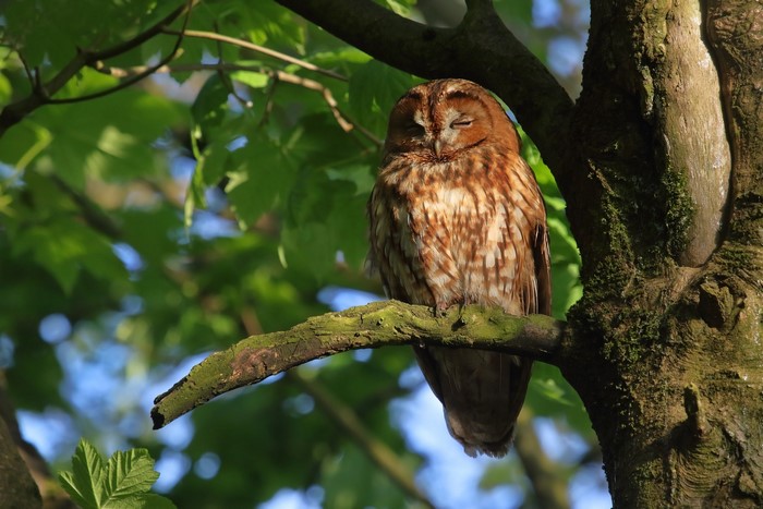 Tawny owl perched on a tree branch