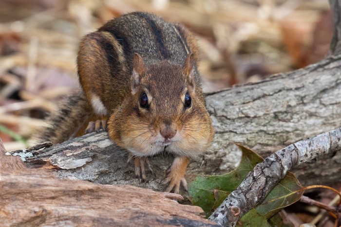 Chipmunk with full cheeks on a log