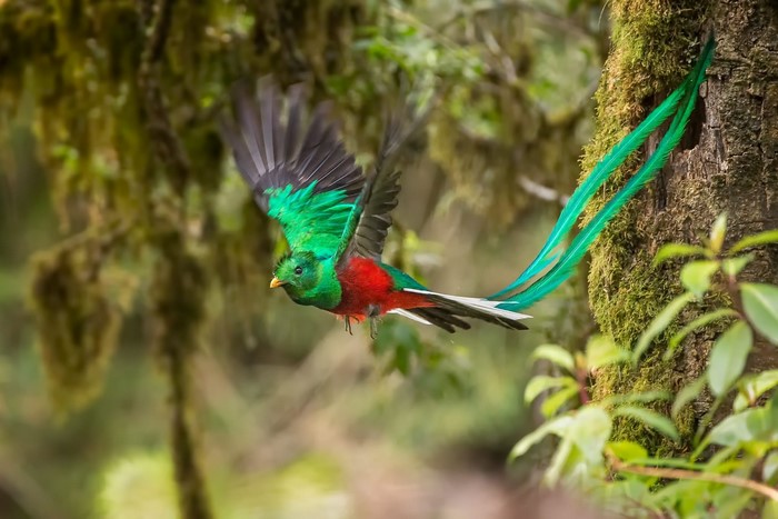 Resplendent Quetzal in flight near a tree cavity