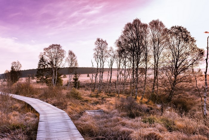 Wooden boardwalk through a frosty marsh with bare trees and purple sky