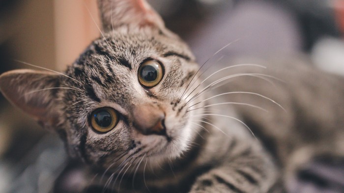 Close-up of a tabby cat looking at the viewer