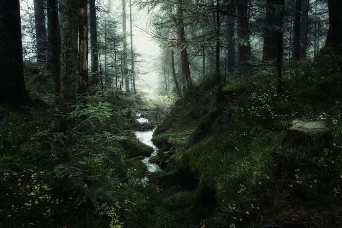 Misty forest with a stream and mossy ground