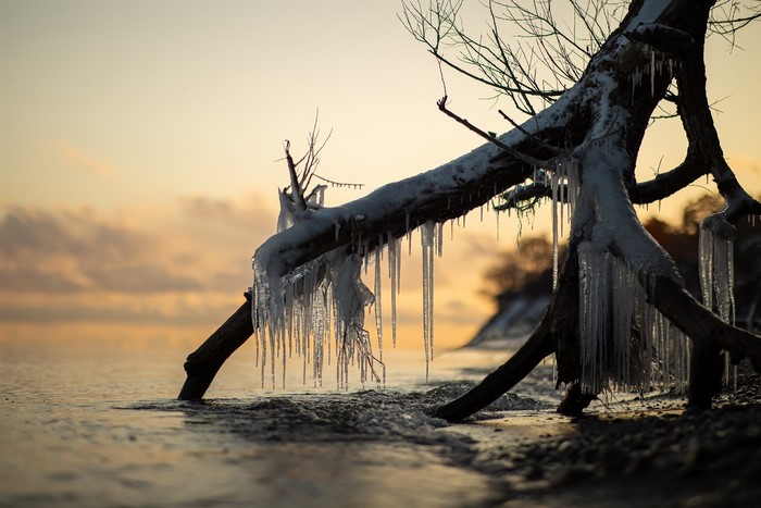 Tree branches covered in ice by the water at sunset