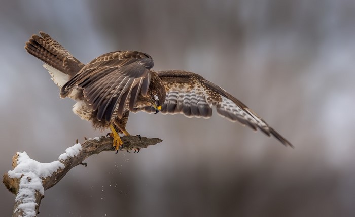 A hawk perches on a snow-covered branch