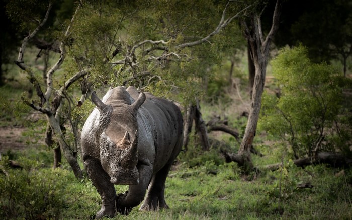 A rhino covered in mud stands in a forest