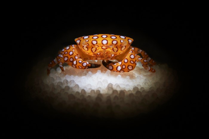 Orange crab with white spots on white coral