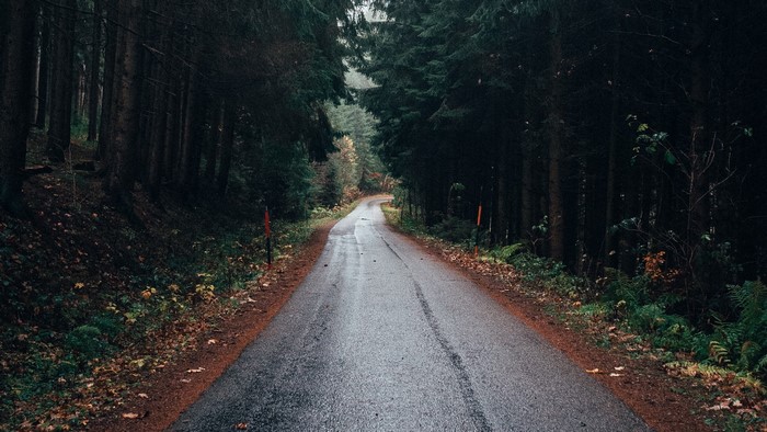 Wet road through a dark forest with autumn leaves