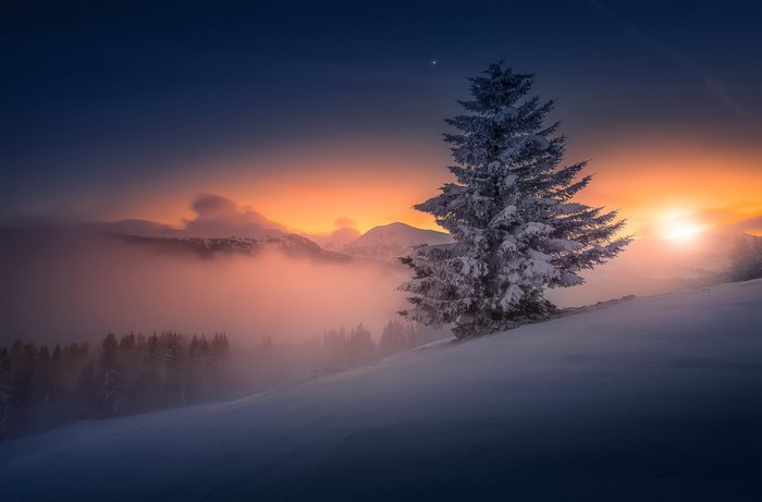 Snow-covered tree against a sunset sky
