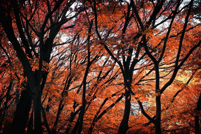 Dark tree branches with vibrant orange and red autumn leaves