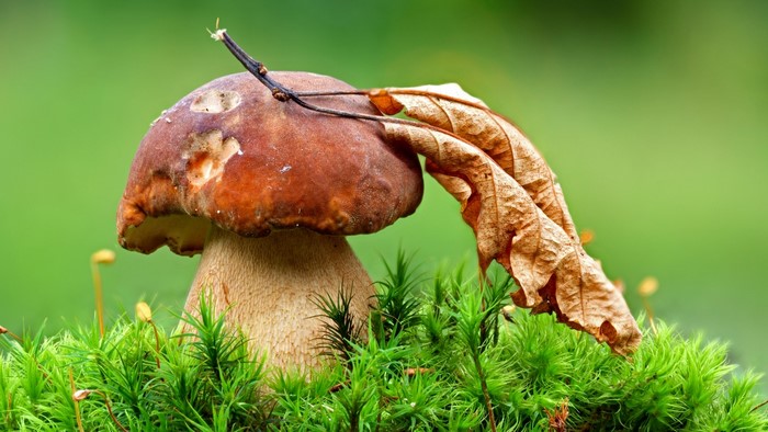 Mushroom with dry leaf on moss