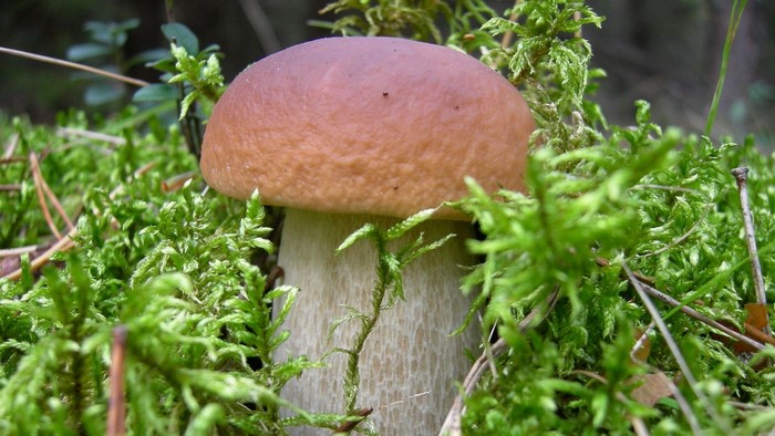 Mushroom growing in mossy forest floor