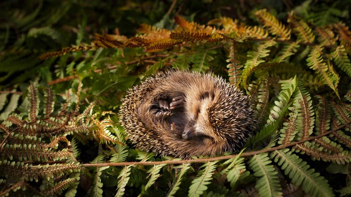 Hedgehog curled up in ferns