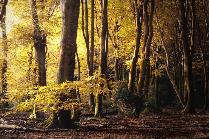 Golden forest in autumn with tall trees and fallen leaves