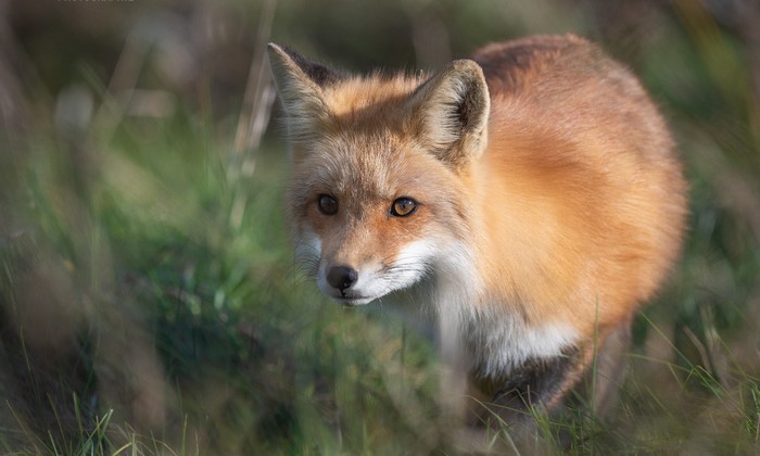 Red fox in tall grass
