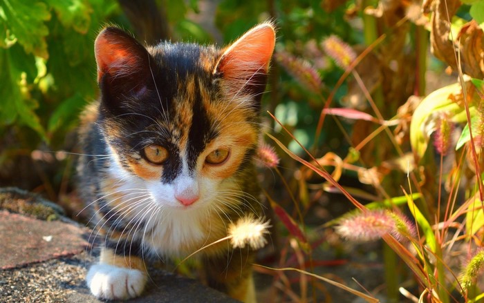 Calico kitten sitting outdoors in foliage