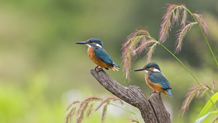 Two kingfishers perched on a branch with plants