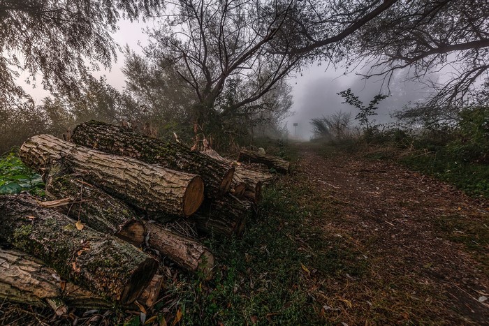 Logs on a misty forest path in fall
