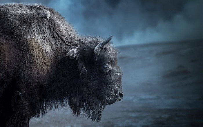 Bison in a misty, dark landscape