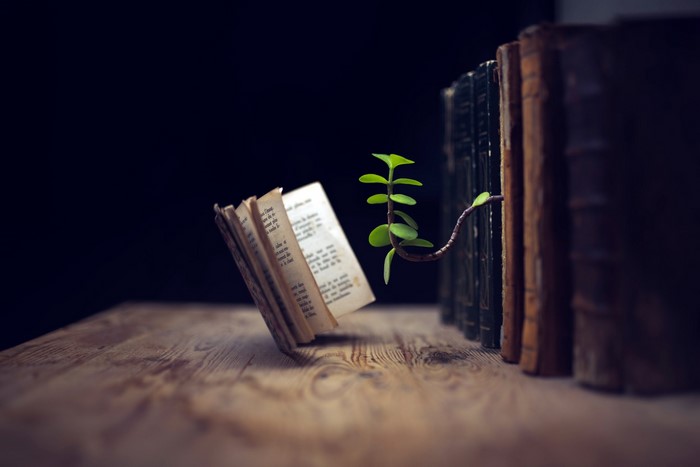 A plant grows from old books on a wooden table