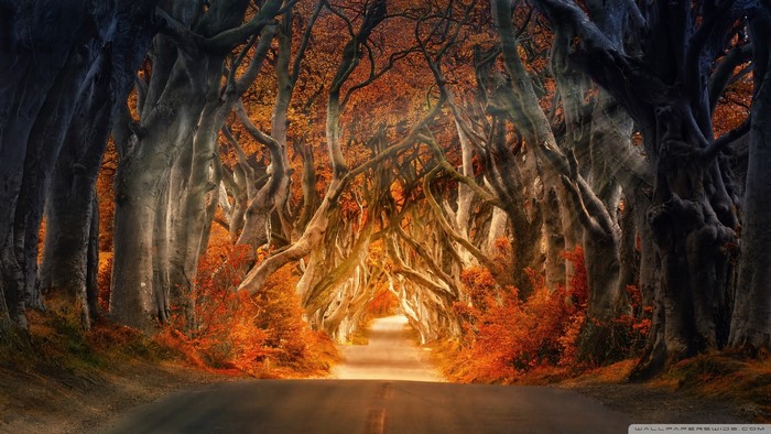 Road through a tunnel of autumn trees