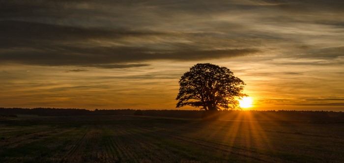 Sunset with sun rays behind an oak tree in Germany