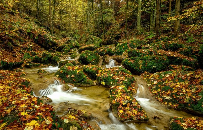 Autumn forest stream with mossy rocks and fallen leaves