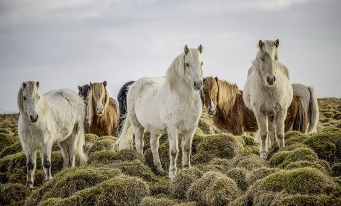 A herd of Icelandic horses on a grassy hill