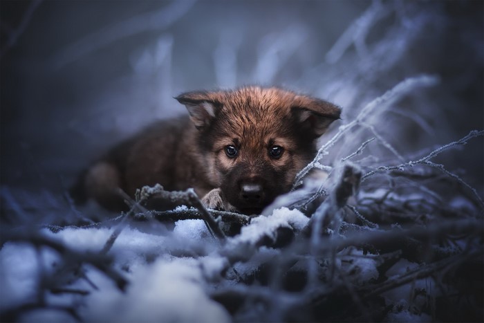 Puppy lying in the snow among frosted branches