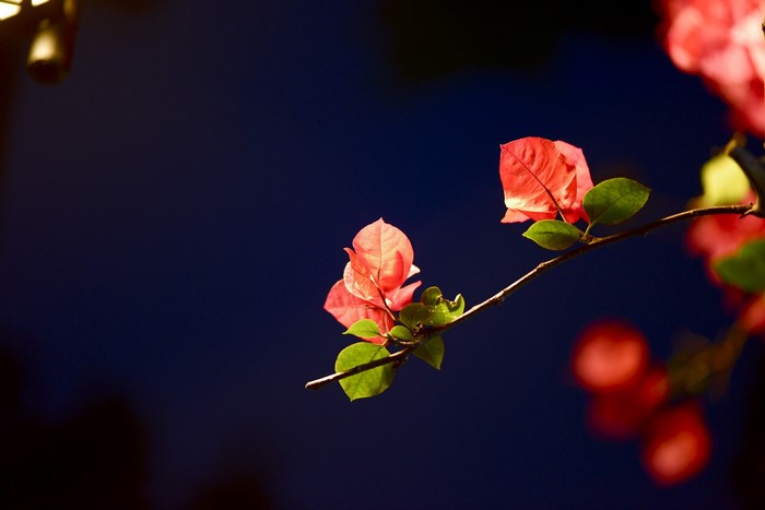Red bougainvillea flowers against a dark blue sky