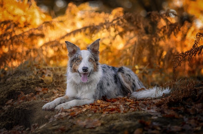 A Border Collie dog lying down in fall foliage