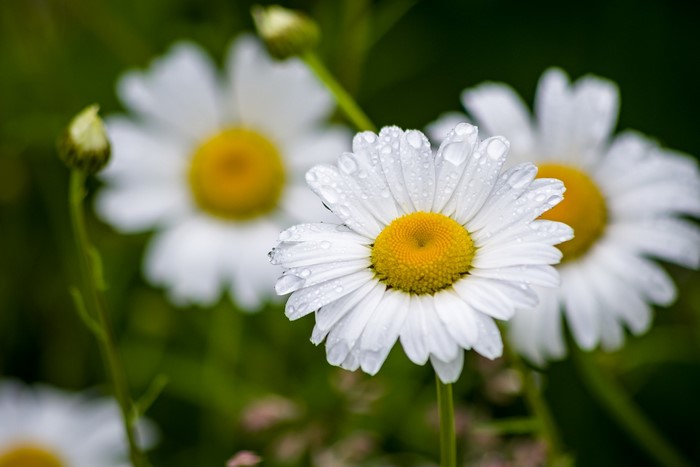 White daisies with water drops on petals