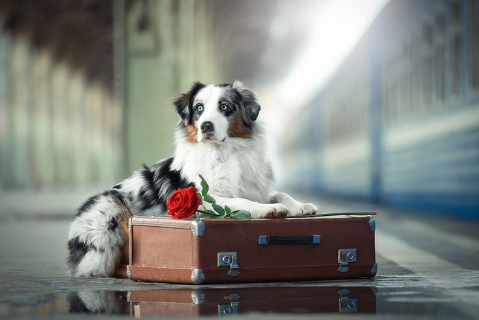 Australian Shepherd dog with a rose on a suitcase