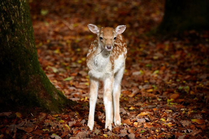 Fawn standing in a forest during fall