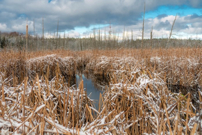 Winter swamp with snow-covered reeds and dark water