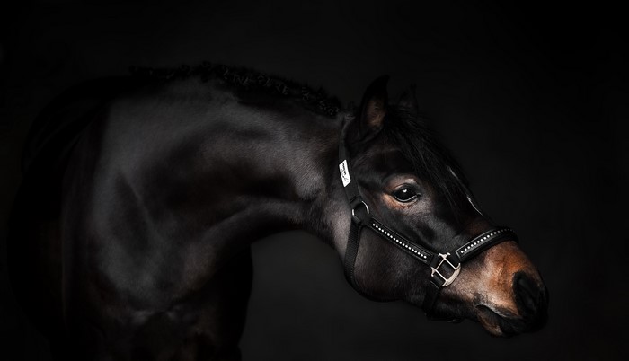 Black horse with braided mane and halter