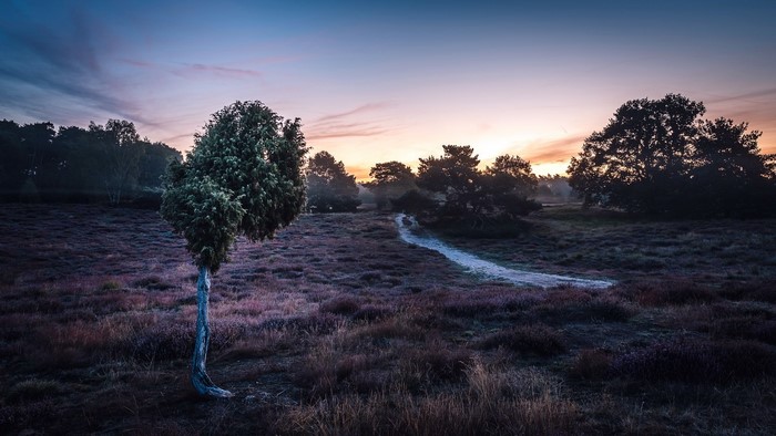 Landscape with a lone tree and a path at sunrise