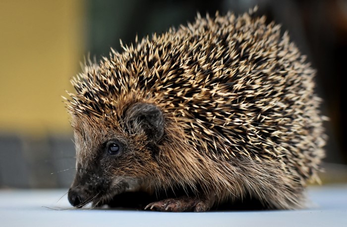 Close-up of a hedgehog on a surface