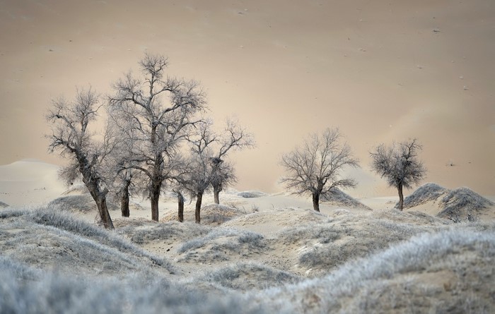 Bare trees on sand dunes under a beige sky