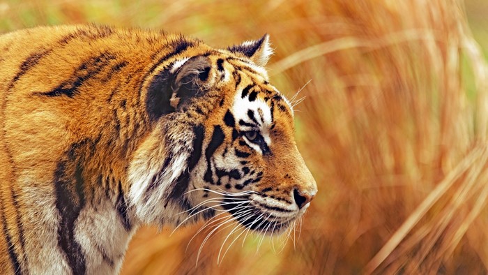 Tiger in tall dry grass