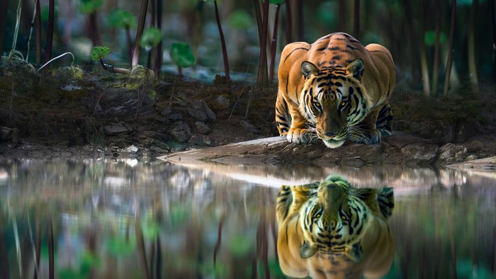 Tiger drinking water with reflection