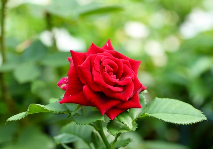 A single red rose in bloom