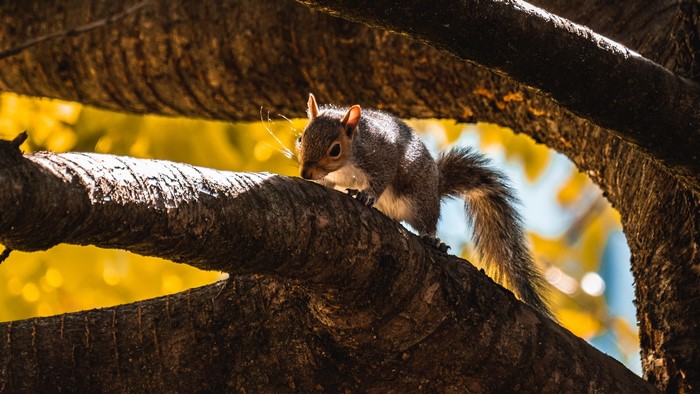 Squirrel on a tree branch in sunlight