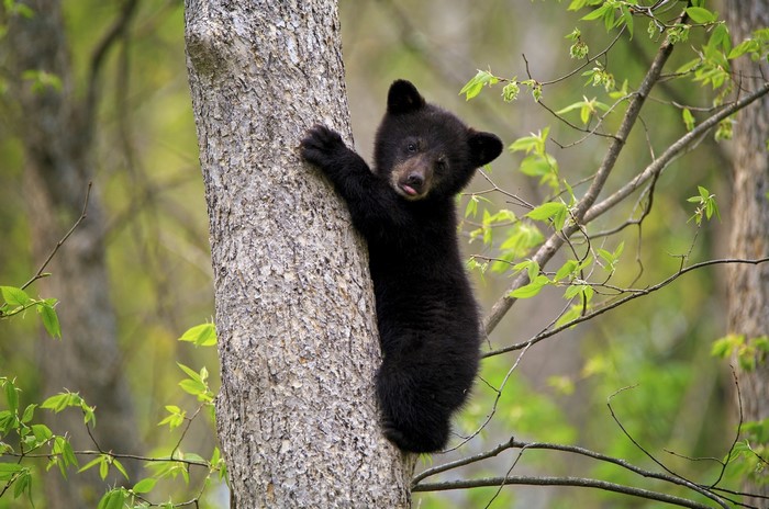 Baby black bear climbing a tree