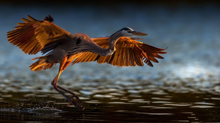 Great Blue Heron in flight over water