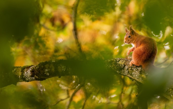 Red squirrel perched on a mossy tree branch
