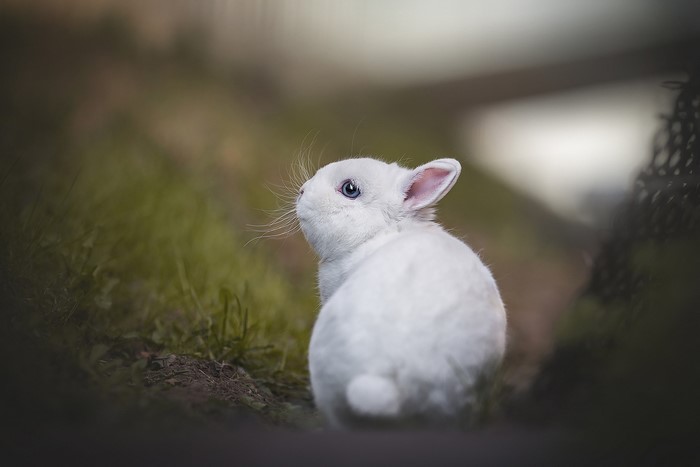 A white bunny with blue eyes in the grass
