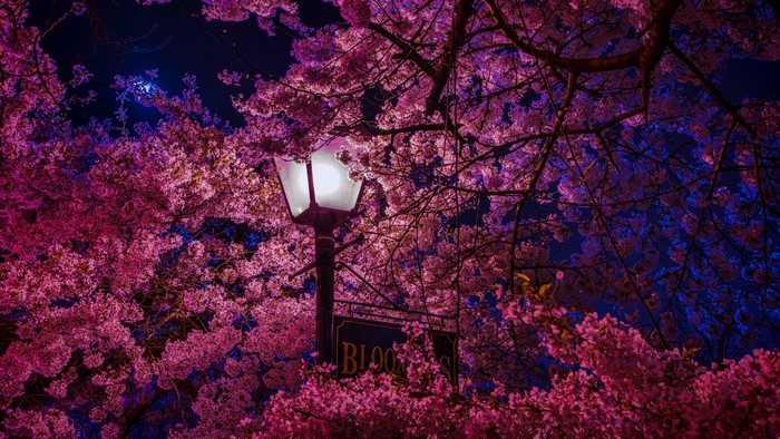 Night scene with cherry blossoms and a lantern